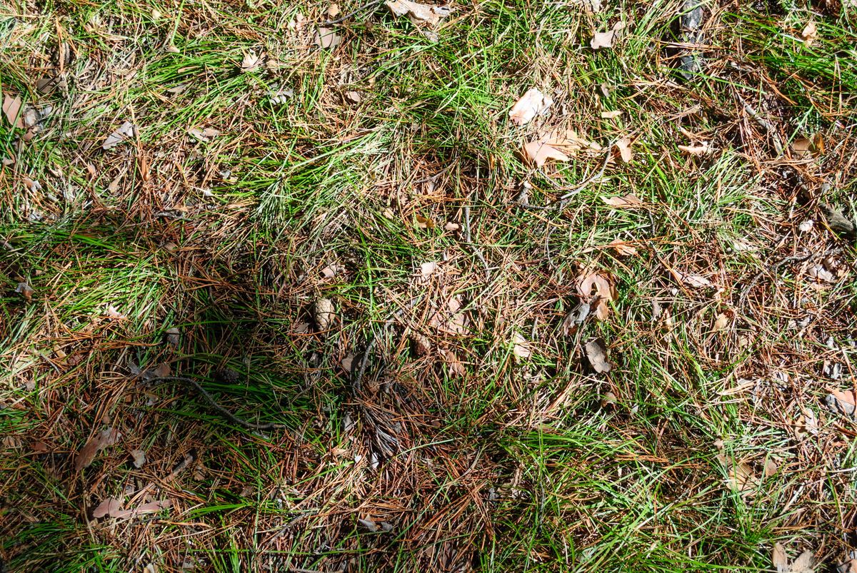 Armyworm Damage — Identification and Treatment for Houston Lawns