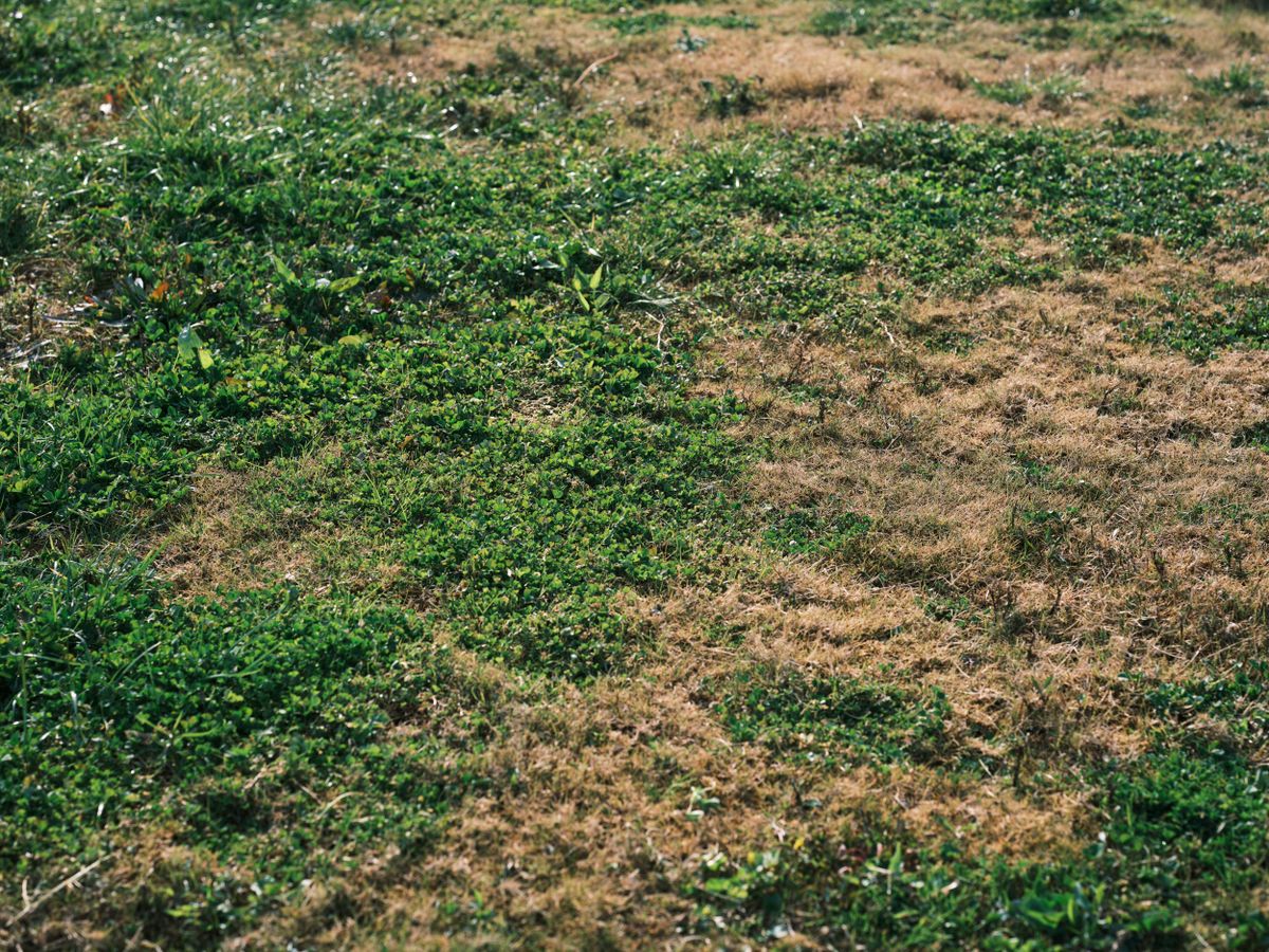 Brown Patch & Large Patch Lawn Disease — Identification and Treatment