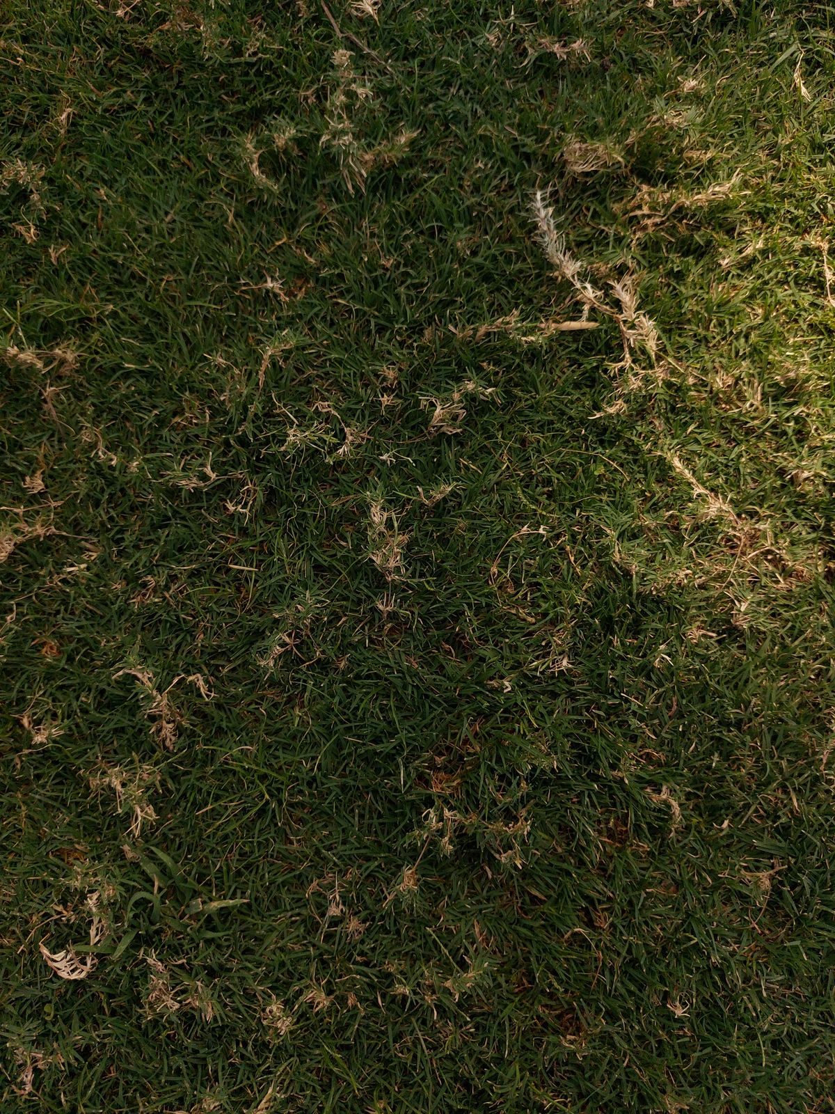 Chinch Bug Damage — Identification and Treatment for Houston Lawns