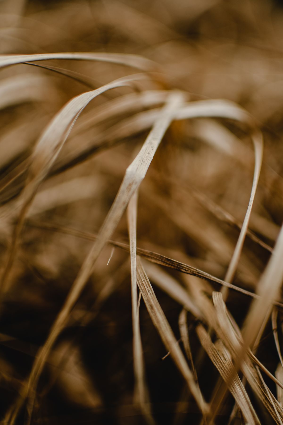 Why Are My Grass Blades Curling? Causes and What to Do