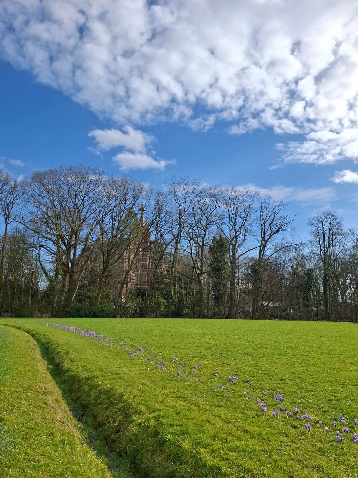Grass Not Greening Up in Spring? How to Tell Dormant From Dead