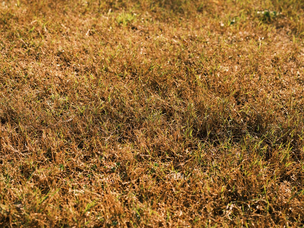 Grass Turning Yellow? Here's Why (and How to Fix It) in Houston