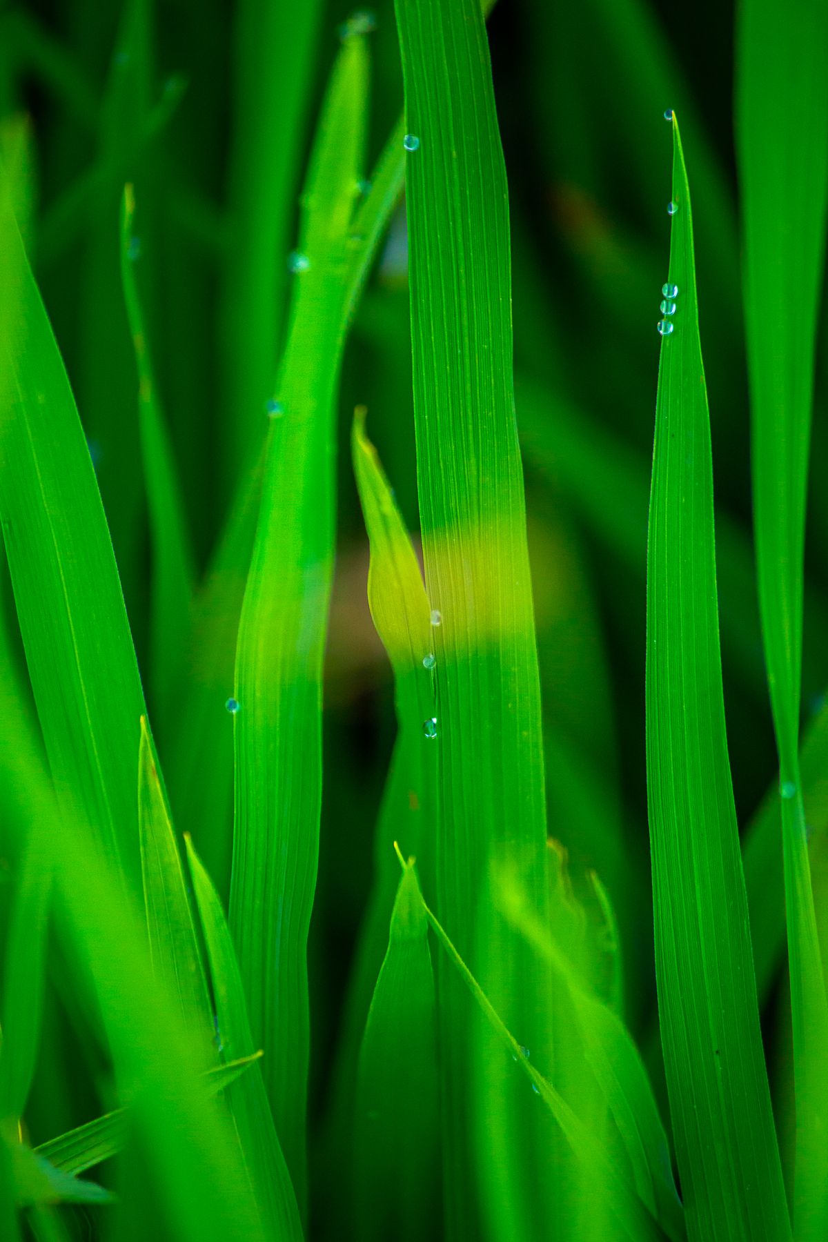 Gray Leaf Spot in St. Augustine Grass — Identification and Treatment