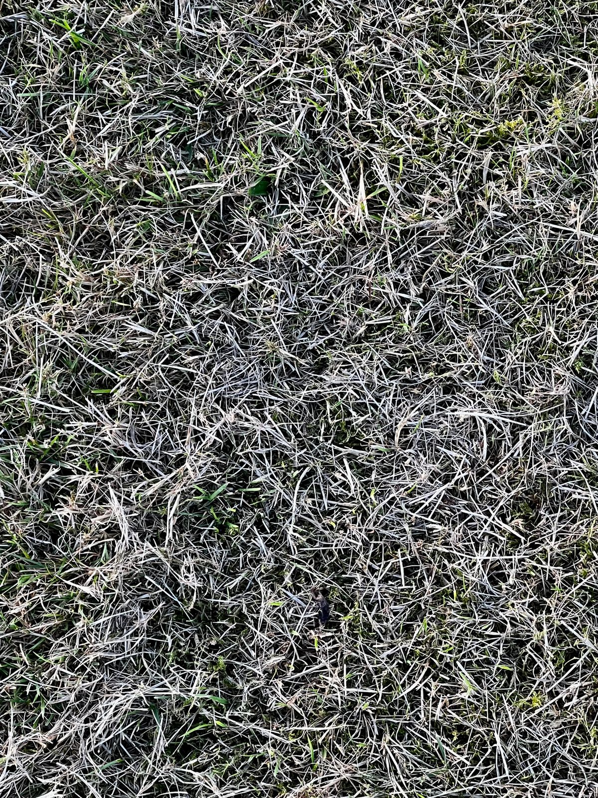 Take-All Root Rot in St. Augustine — Identification and Treatment