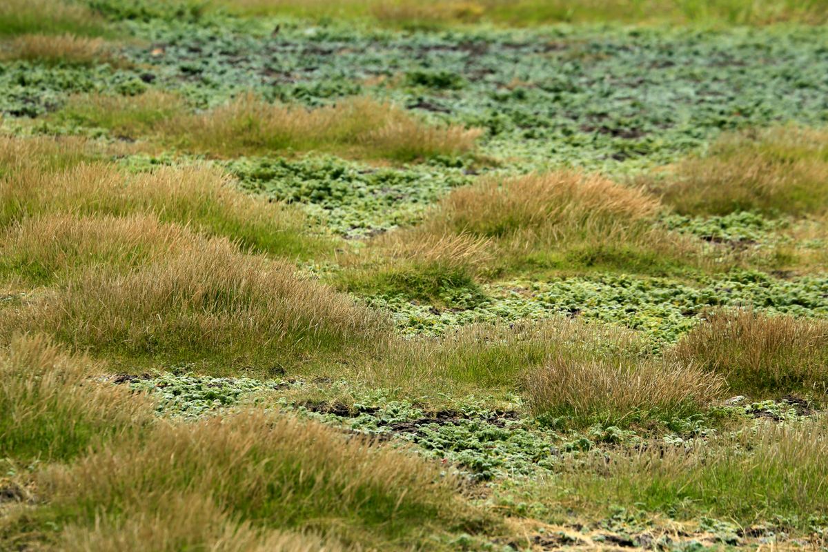Thin, Patchy Grass? Here's What's Causing It and How to Fix It