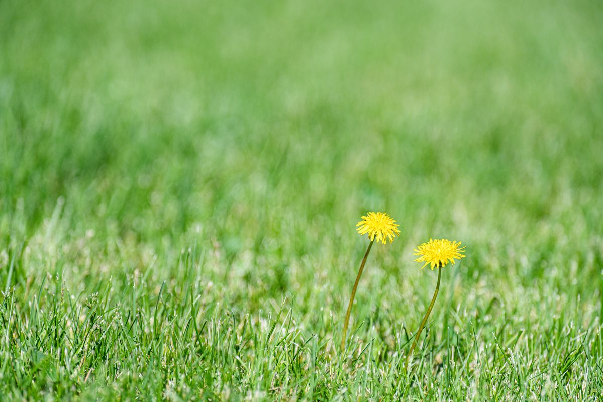 Weeds Taking Over Your New Sod? Here's What to Do (and Not Do)