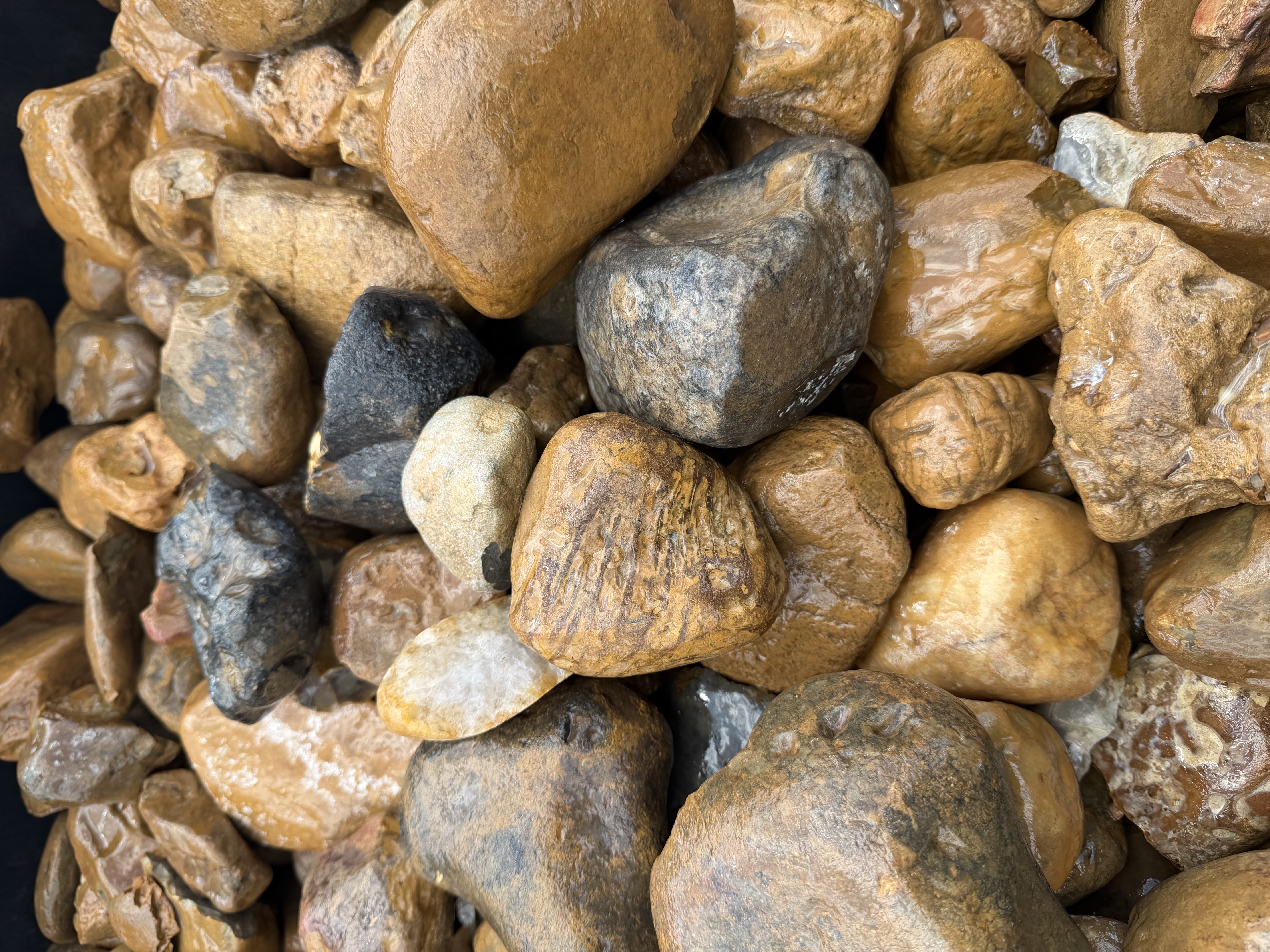 Bull Rock (3–5") 2