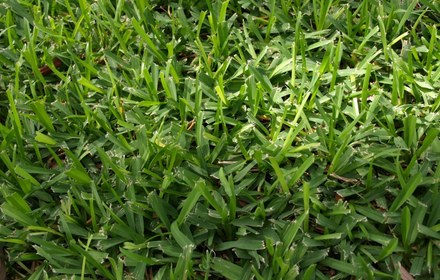 Amerishade St. Augustine Grass Care Guide (Houston)
