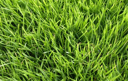 Emerald Zoysia Grass Care Guide (Houston)