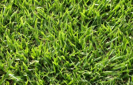 Palisades Zoysia Grass Care Guide (Houston)