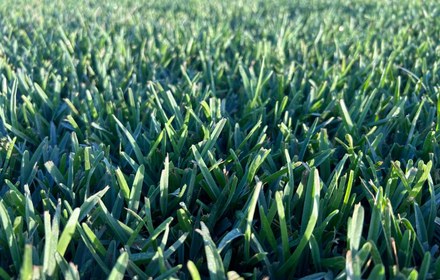Palmetto St. Augustine Grass Care Guide (Houston)