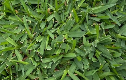 Raleigh St. Augustine Grass Care Guide (Houston)