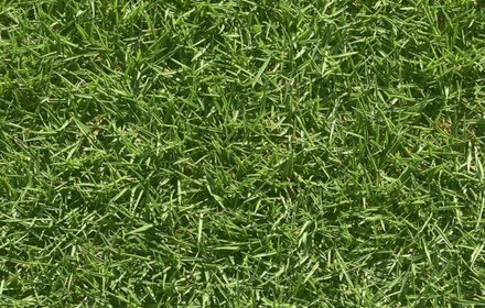Stadium Zoysia Grass Care Guide (Houston)