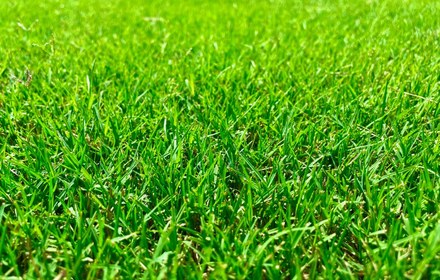 Tifway 419 Bermuda Grass Care Guide (Houston)
