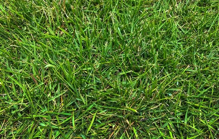 Zeon Zoysia Grass Care Guide (Houston)